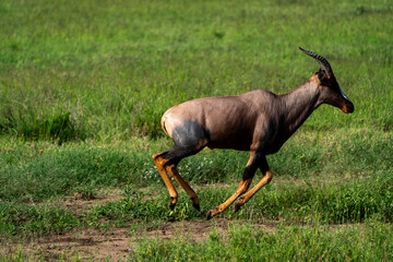 Topis Running Across the African Grasslands