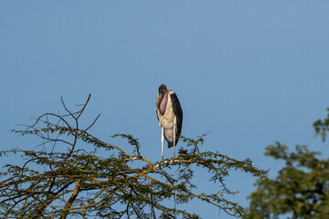 Marabou Stork Perched on a Tree Branch