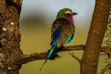 Lilac-Breasted Roller Perched on a Tree Branch