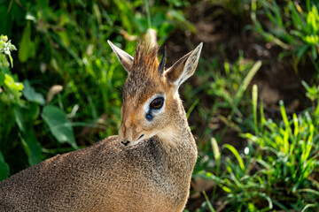 Close-Up of a Dik-Dik Antelope in Lush Greenery