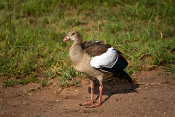 Young Egyptian Goose Standing on Dry Ground