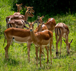 Herd of Female Impalas Grazing in the Serengeti
