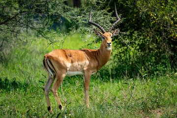 Graceful Impala in the Serengeti Grasslands