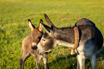 A mother donkey and her foal grazing together in a sunlit meadow, capturing a tender moment of rural life. Farming animals. Donkey at farm.