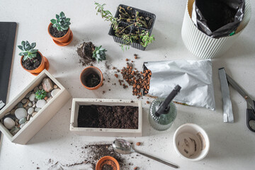 Creating an Indoor Gardening Setup Featuring Beautiful Succulents and Stylish Planters