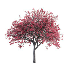 Obraz premium Serviceberry Tree isolated on transparent background PNG