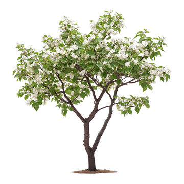 Serviceberry Tree isolated on transparent background PNG
