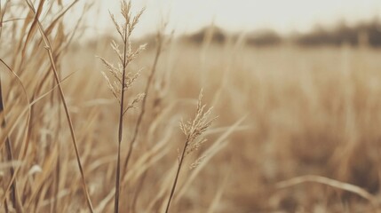 Obraz premium Autumnal field, tall grass close-up, blurred background, nature wallpaper