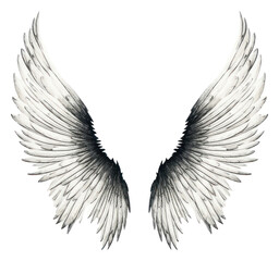 Obraz premium PNG Wings drawing sketch line.