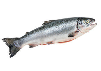 Naklejka premium Salmon fish isolated on white background, no depth of field, sharp