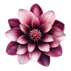 Fototapeta premium High-resolution photograph of a purple flower with a pink center, isolated on a white background. The flower appears to be a hibiscus, with a clean, transparent PNG cutout. 