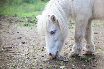 Obraz premium close-up of white miniature pony grazing on ground. The pony's long mane falls over its eyes, and its soft fur appears well-groomed. background consists of dirt, scattered grass, blurred fenced area