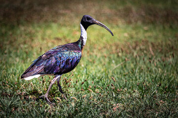 Straw-necked Ibis