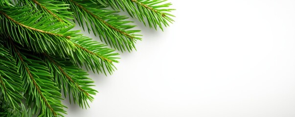 Obraz premium Fresh green pine branches on white background.