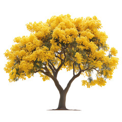 Mimosa Tree isolated on transparent background PNG