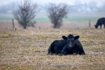Angus cows on a farm in winter