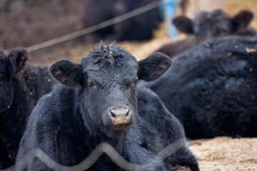 Angus cows on a farm in winter