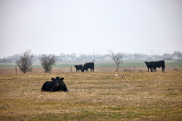 Angus cows on a farm in winter