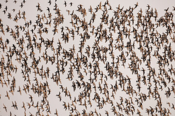 Black-tailed Godwit in flight against sky background, large, long-legged, long-billed shorebird, Bangpu Recreation Centre, tourist attraction in Samut Prakan, flight of birds, flock of birds