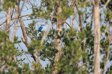 Collared Kingfisher, Todiramphus chloris, perching on tree branch in forest park, a variable plumage pattern, greenish-blue crown and upperparts with white collar, small branch across bird's eye