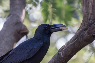 Large-billed Crow, Corvus macrorhynchos, with stone in mount, it has a large bill, it is very adaptable, able to survive on a wide range of food sources, often steal food from other birds