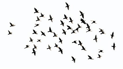 Flock of Birds in an Open Sky Forming Intricate Patterns and Shapes during Migration or Flight Over a Tranquil Landscape in Natural Habitat
