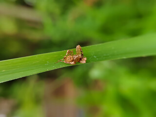 close up spider on grass Oxyopes zaglossus