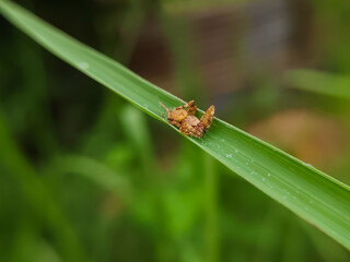 close up spider on grass Oxyopes zaglossus