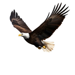 Fototapeta premium A majestic bald eagle soaring with its wings outstretched. Transparent background