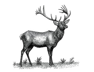 Deer fawn. Vintage retro print, black white deer fawn sketch ink pencil style drawing, engrave old school. Sketch artwork silhouette reindeer, fawn. Side view profile. Illustration