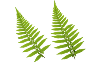 two delicate green fern leaves with intricate details, isolated on white background