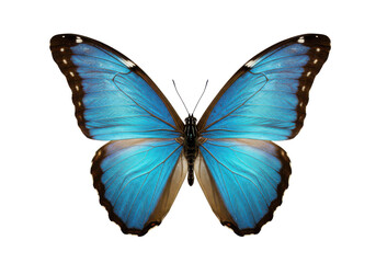 Obraz premium Stunning blue butterfly with open wings displaying intricate black and white details, isolated on white background