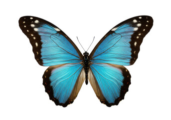 Obraz premium Stunning blue butterfly with open wings displaying intricate black and white details, isolated on white background