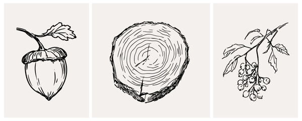 Detailed Illustration of an Acorn and Nature's Touch