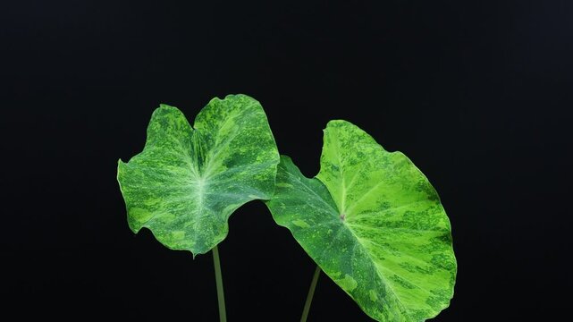 Colocasia esculenta or elephant ear plant isolated on black background