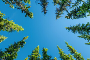 Obraz premium Upward view of pine trees against clear blue sky