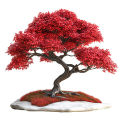 Japanese Maple tree isolated on transparent background PNG