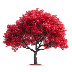 Japanese Maple tree isolated on transparent background PNG