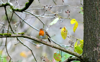 European robin (Erithacus rubecula) perched on mossy tree branch among autumn leaves in forest