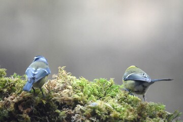 cinciarella  cinciallegra