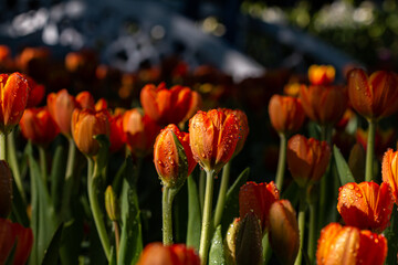 Flowers in the Moment of Love