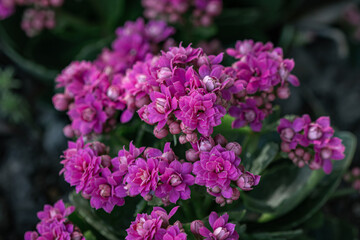 Flowers in the Moment of Love