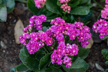 Flowers in the Moment of Love