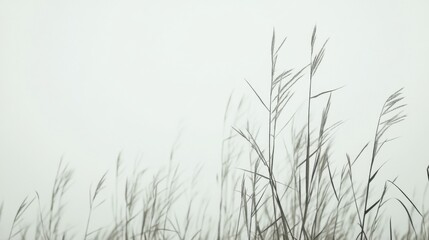 Foggy field, tall grass swaying, misty background, nature scene, website banner