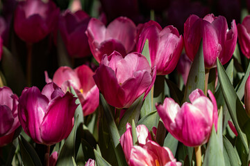 Flowers in the Moment of Love