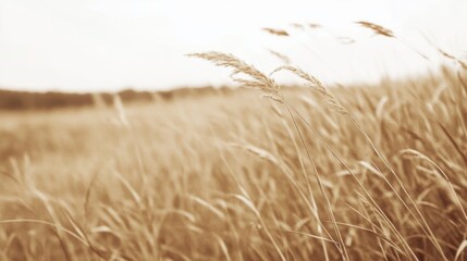 Fototapeta premium Golden field grasses swaying gently, calm background, nature scene, peaceful