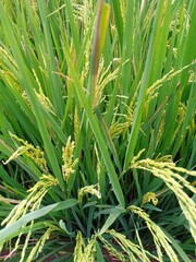 Photo of rice plants in the rice fields