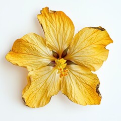 Fototapeta premium Golden Yellow Hibiscus Flower Bloom Aged isolated F trangoldent background