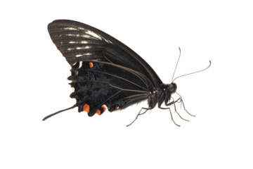 Butterfly, side view, isolated on transparent background.
