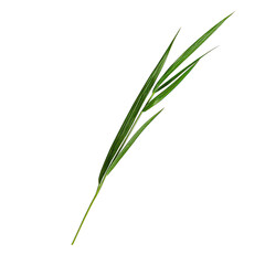 Fototapeta premium Meadow serene idea. A close-up view of a single green plant stem with lush leaves against a simple background.